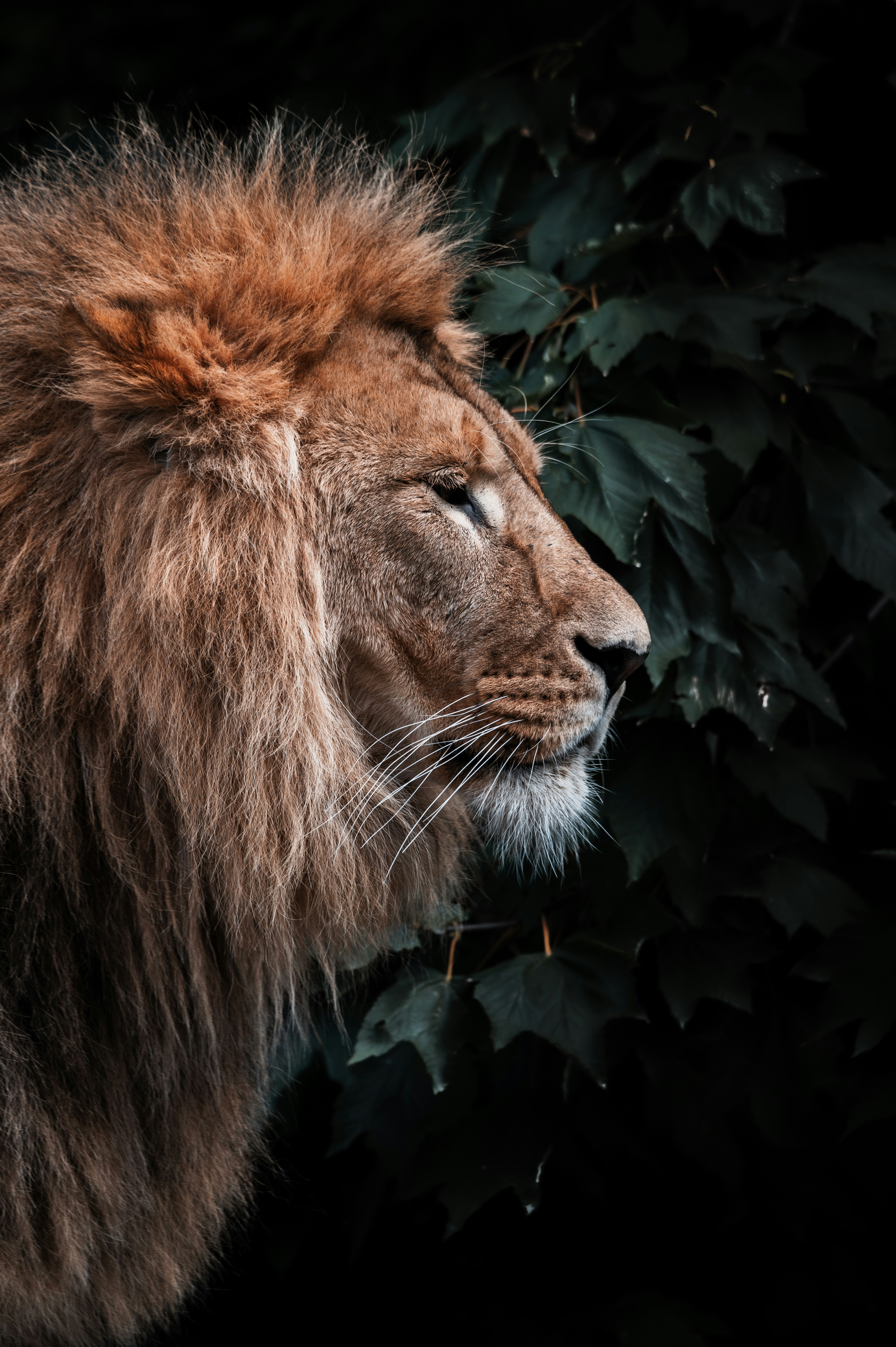 Lion Head Pictures | Download Free Images on Unsplash