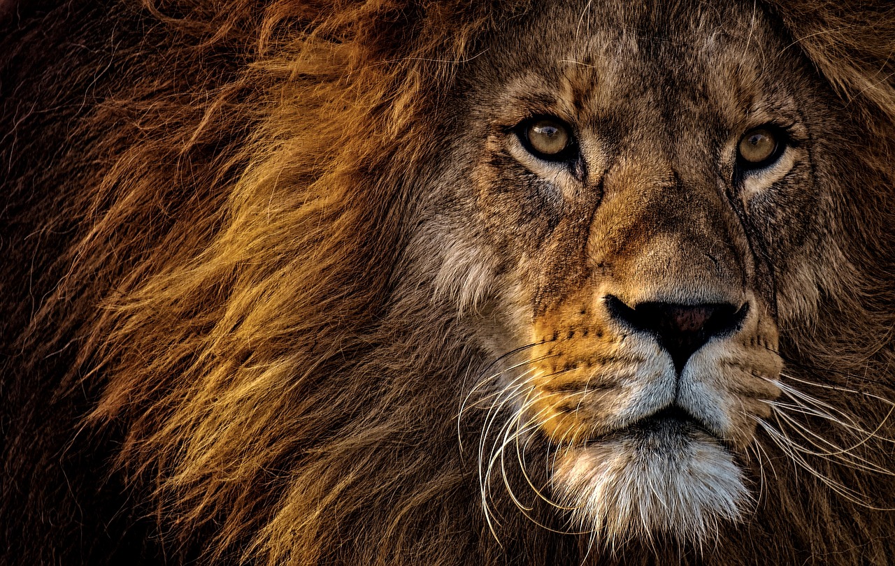 lions pictures free
