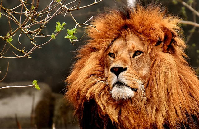 lions pictures free