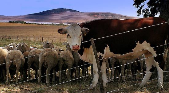 Livestock | Definition, Examples, &amp; Facts | Britannica