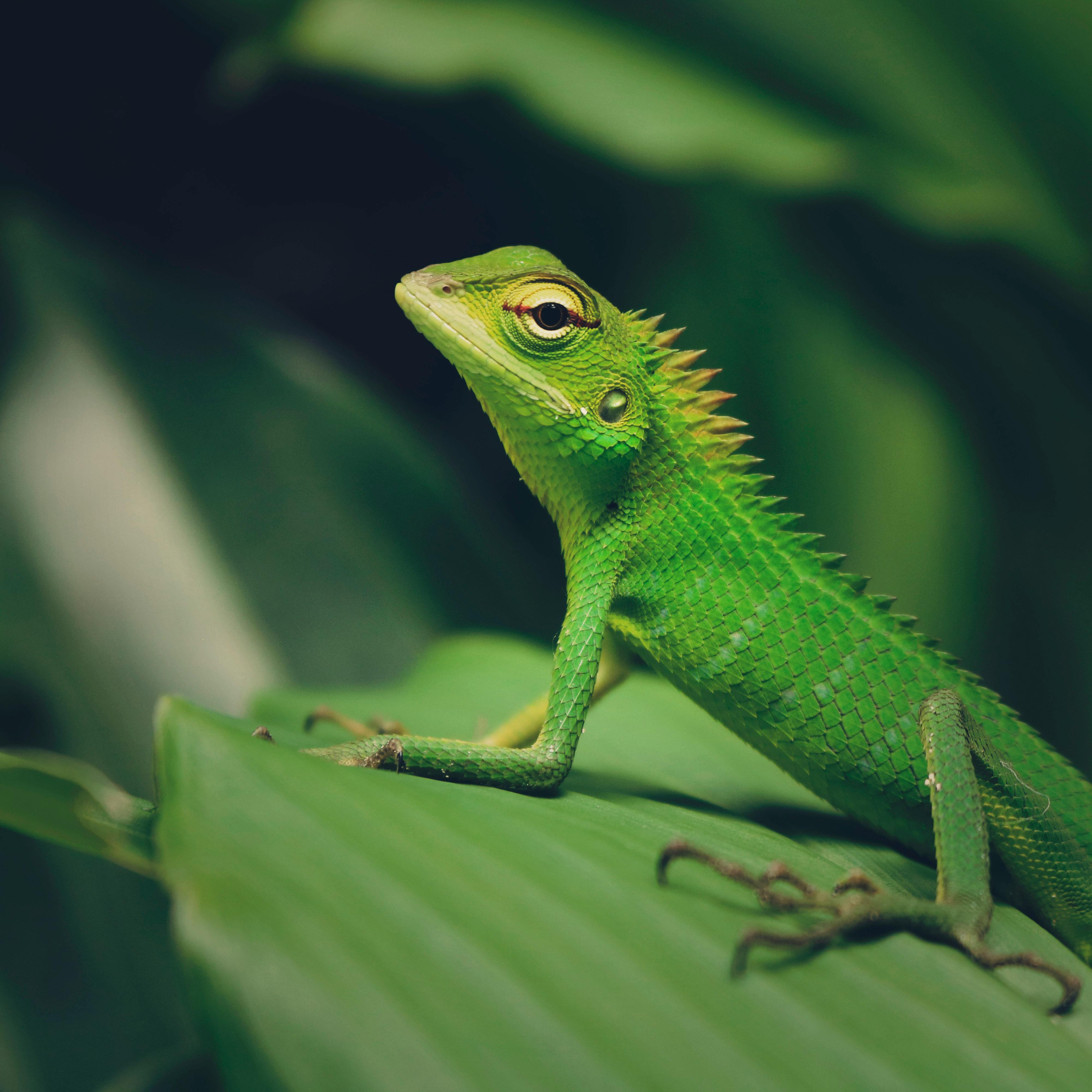 Lizard Photos, Download The BEST Free Lizard Stock Photos &amp; HD Images