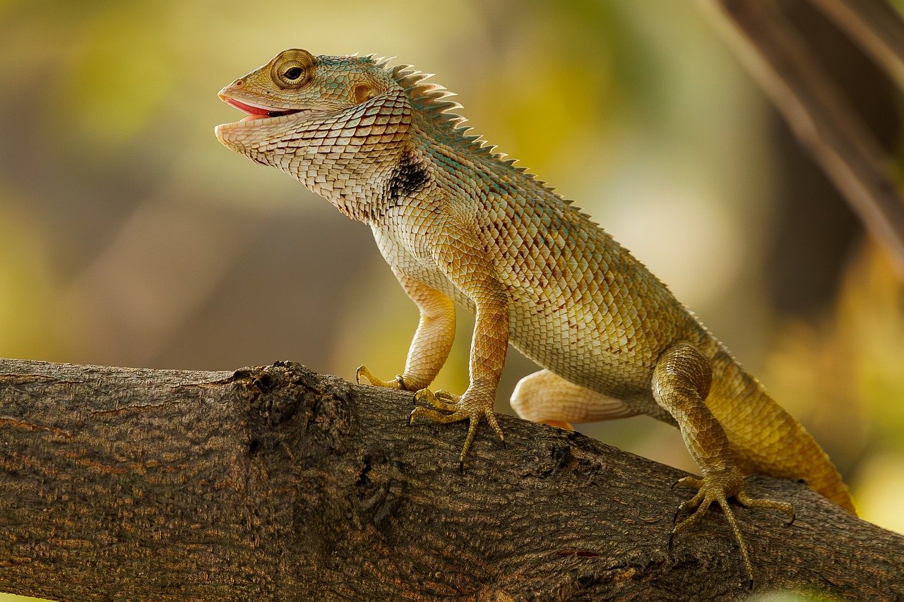 200,000+ Free Garden Lizard &amp; Lizard Images - Pixabay