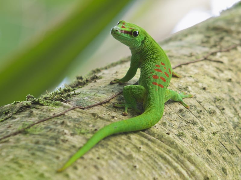 Six Wild Facts About Lizards