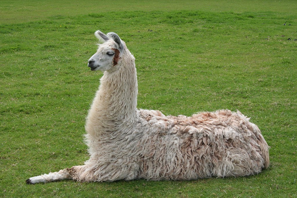 Llama - Hoo Zoo and Dinosaur World