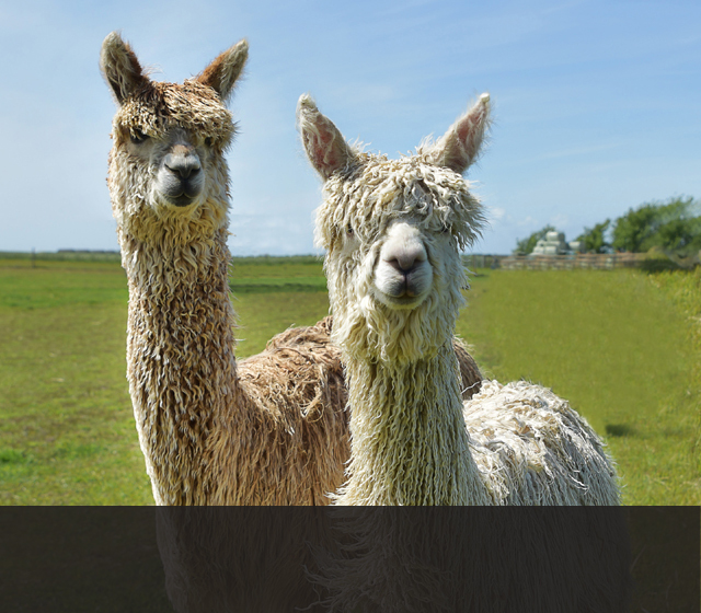 Origin, History &amp; Facts :: West Wight Alpacas