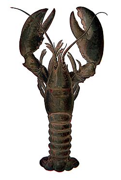 lobster pictures for kids