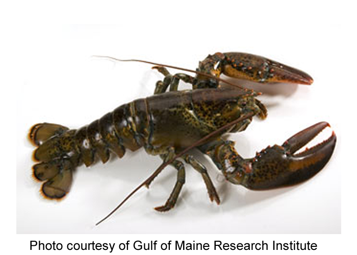 lobster pictures for kids