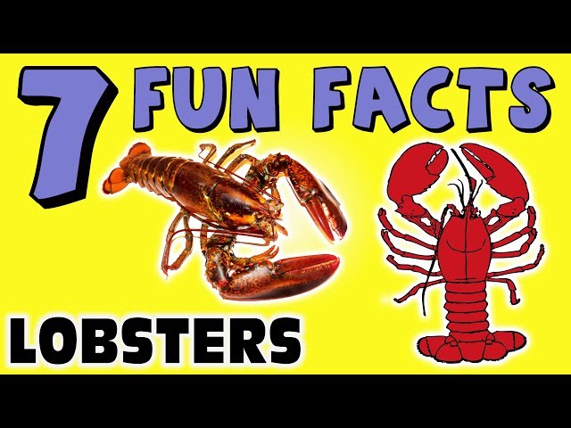 lobster pictures for kids