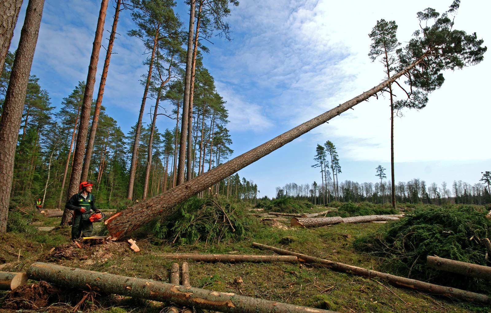 Logging | Definition &amp; Facts | Britannica