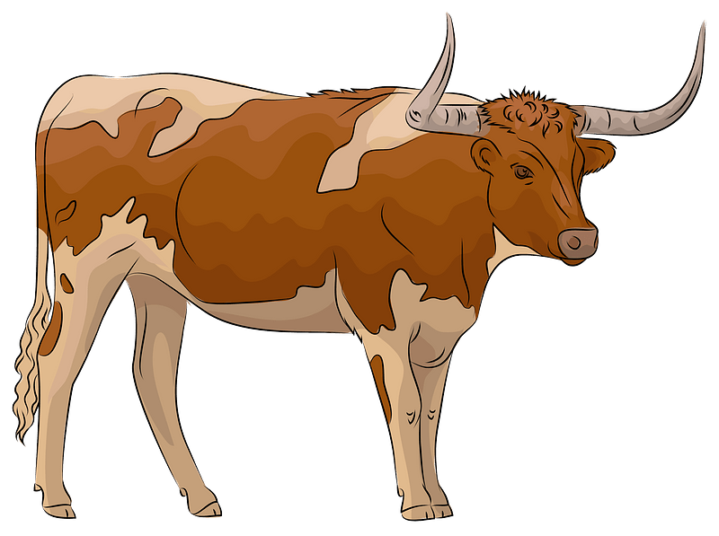 longhorn cattle cliparts
