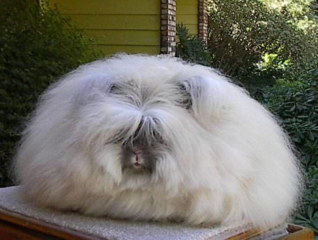 Here Are Five of the Funniest Looking (And Sounding) Rabbits ...