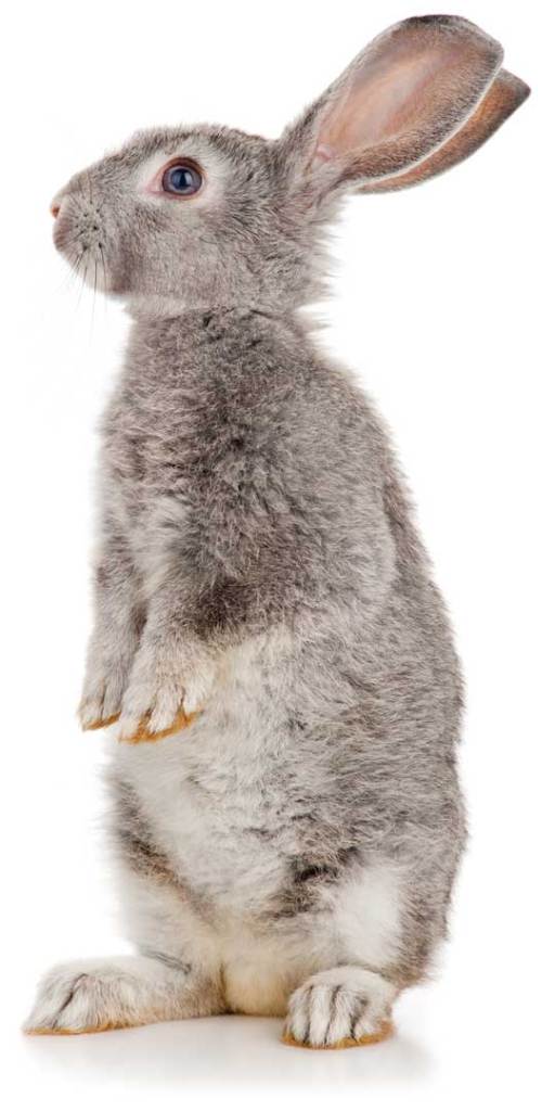 Think you want a rabbit? | Rabbit Welfare Association &amp; Fund (RWAF)