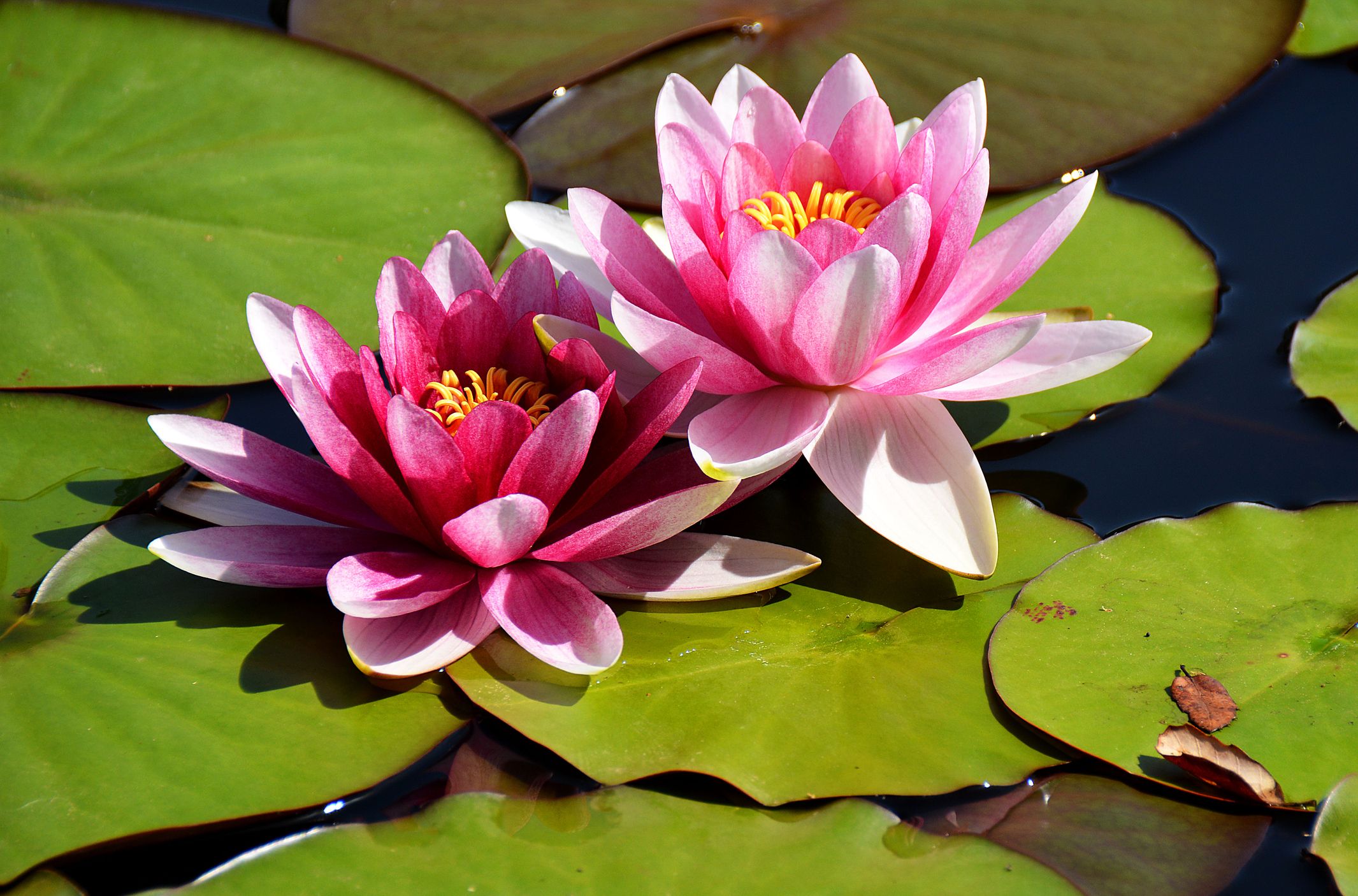 The Real Meaning and Symbolism of the Lotus Flower