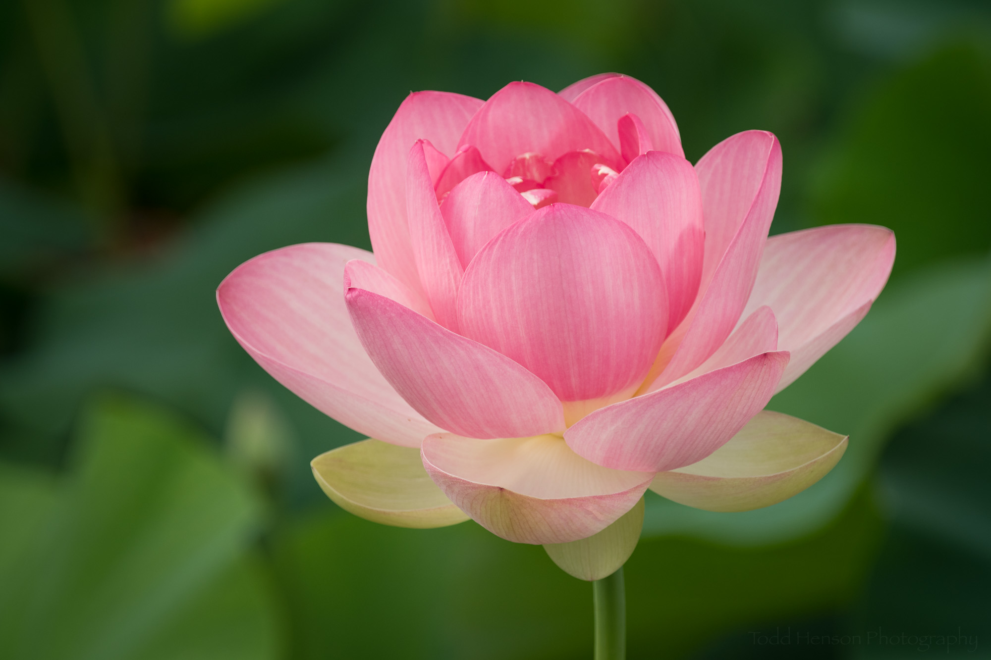 Stages of a Lotus Flower Blooming at Kenilworth Aquatic Gardens ...