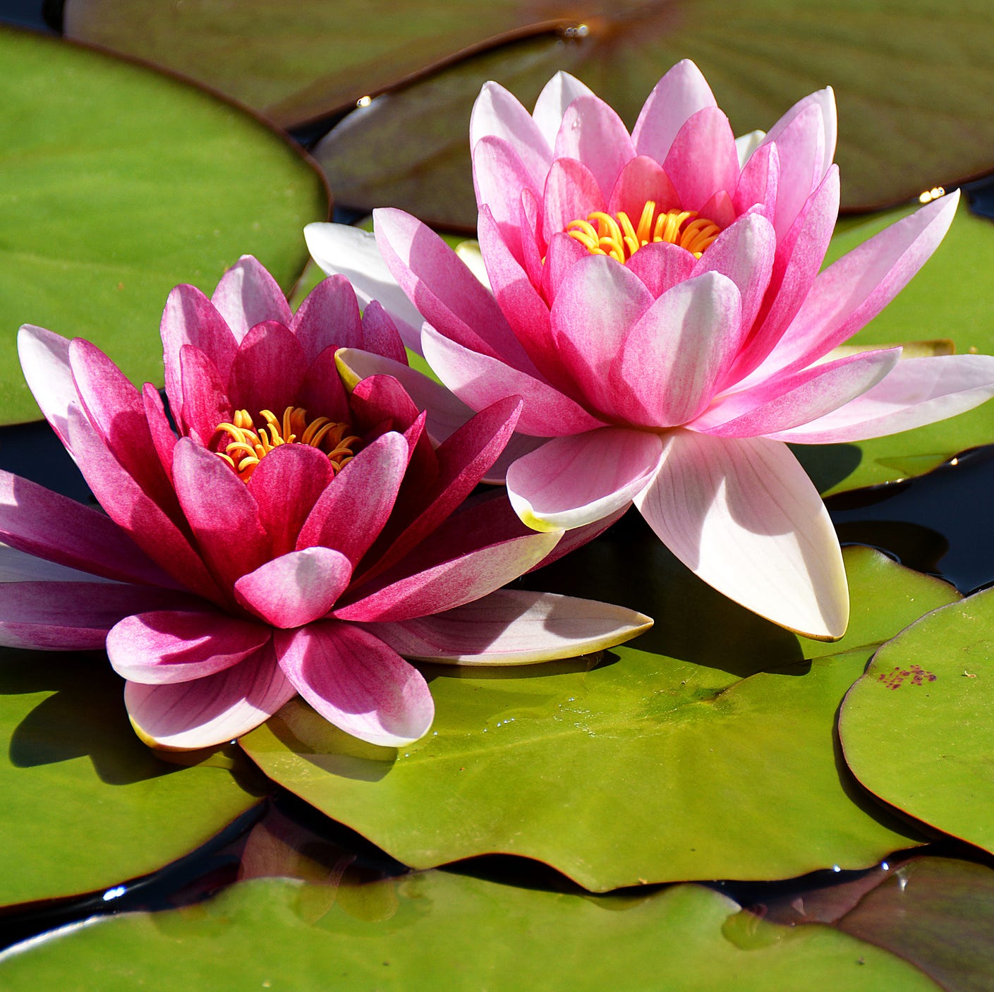 The Real Meaning and Symbolism of the Lotus Flower