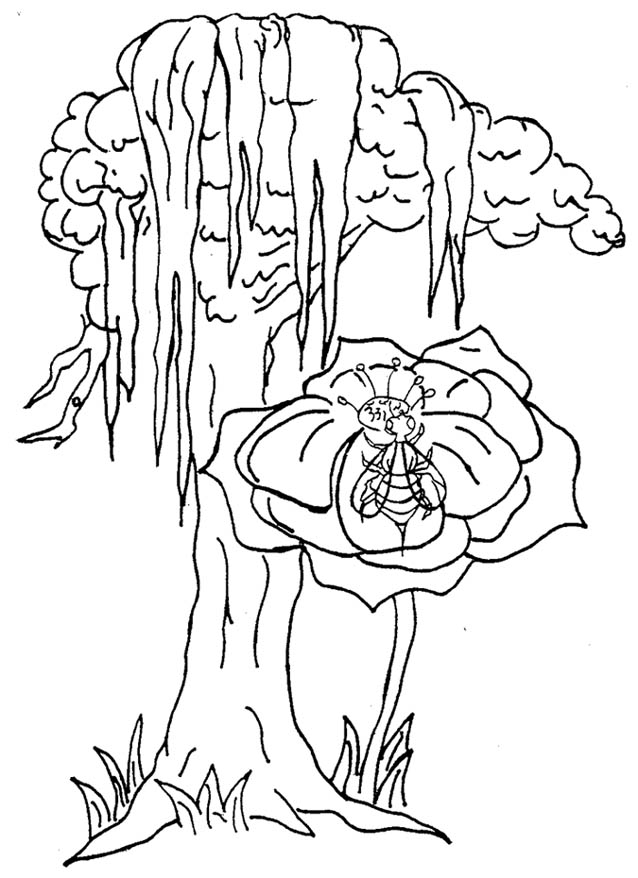 louisiana state tree coloring page