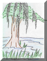 louisiana state tree coloring page