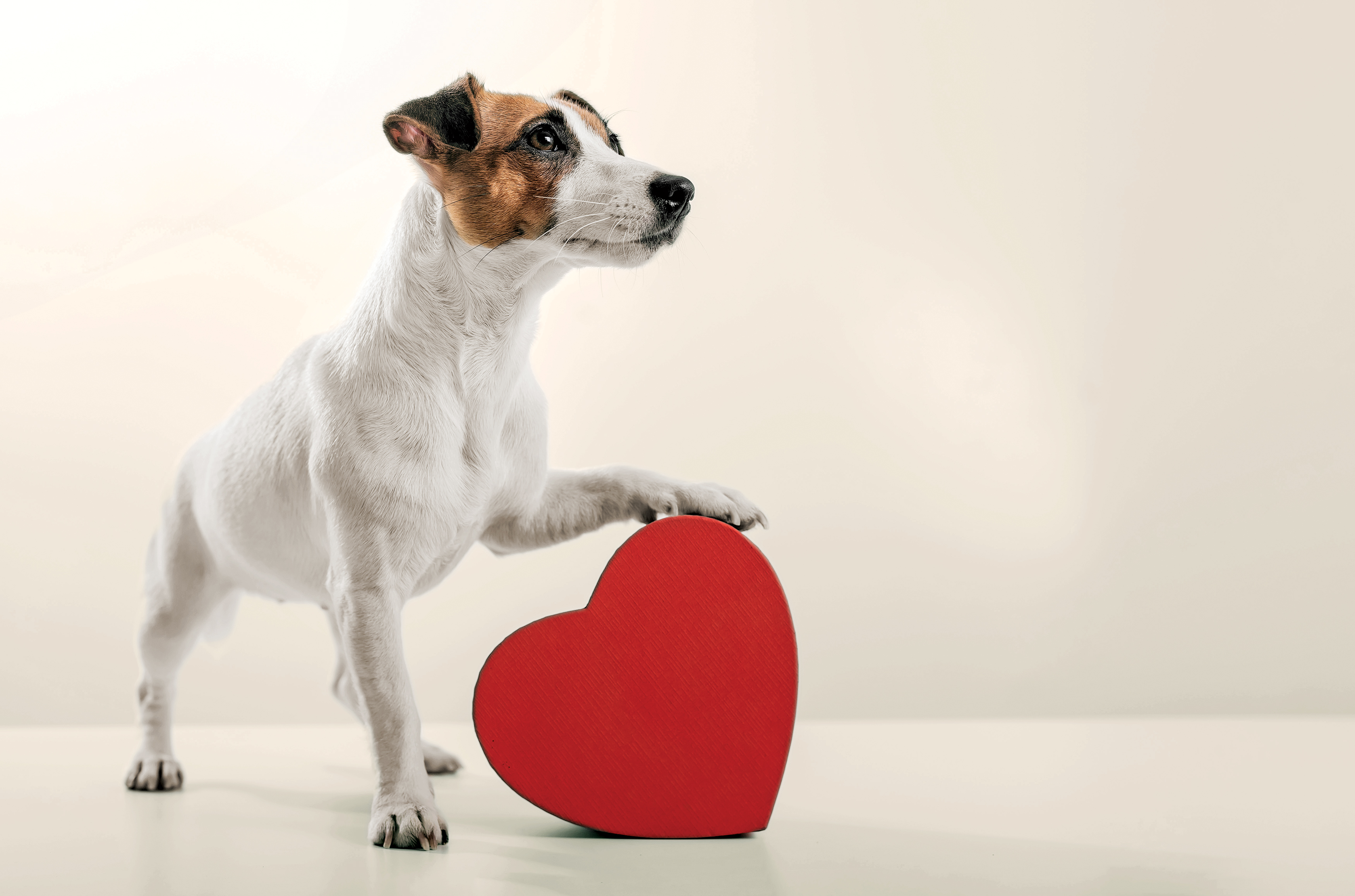 Does Your Dog Truly Love You? Science Has the Answer - Newsweek