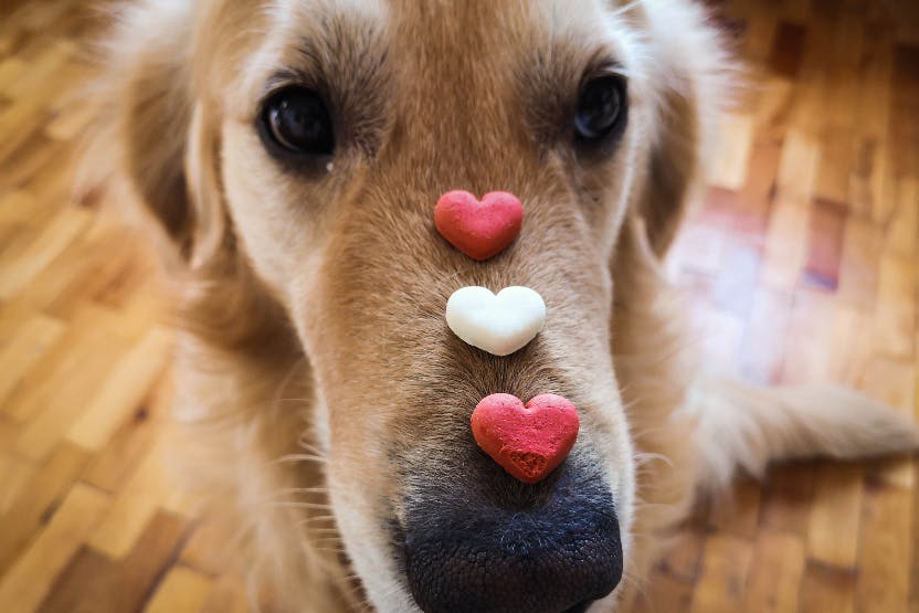 How to Speak Your Dogs Love Language This Valentines Day
