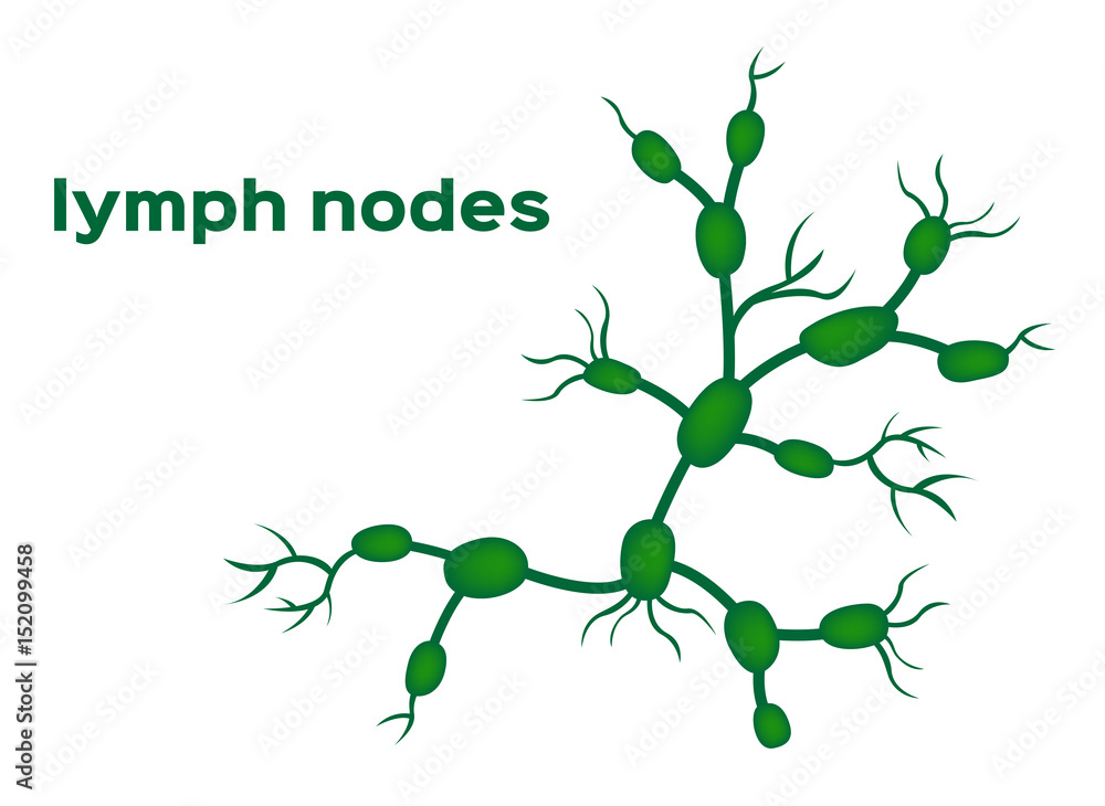 lymph nodes vector Stock Vector | Adobe Stock