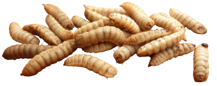 Maggots PNG images free download | Pngimg.com