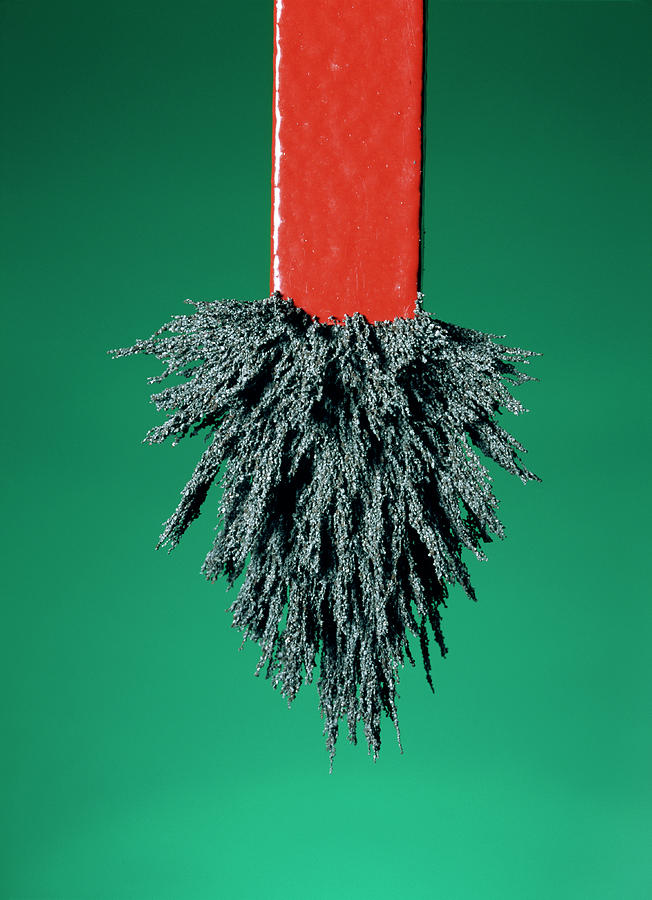 Iron Filings With A Magnet by Science Photo Library