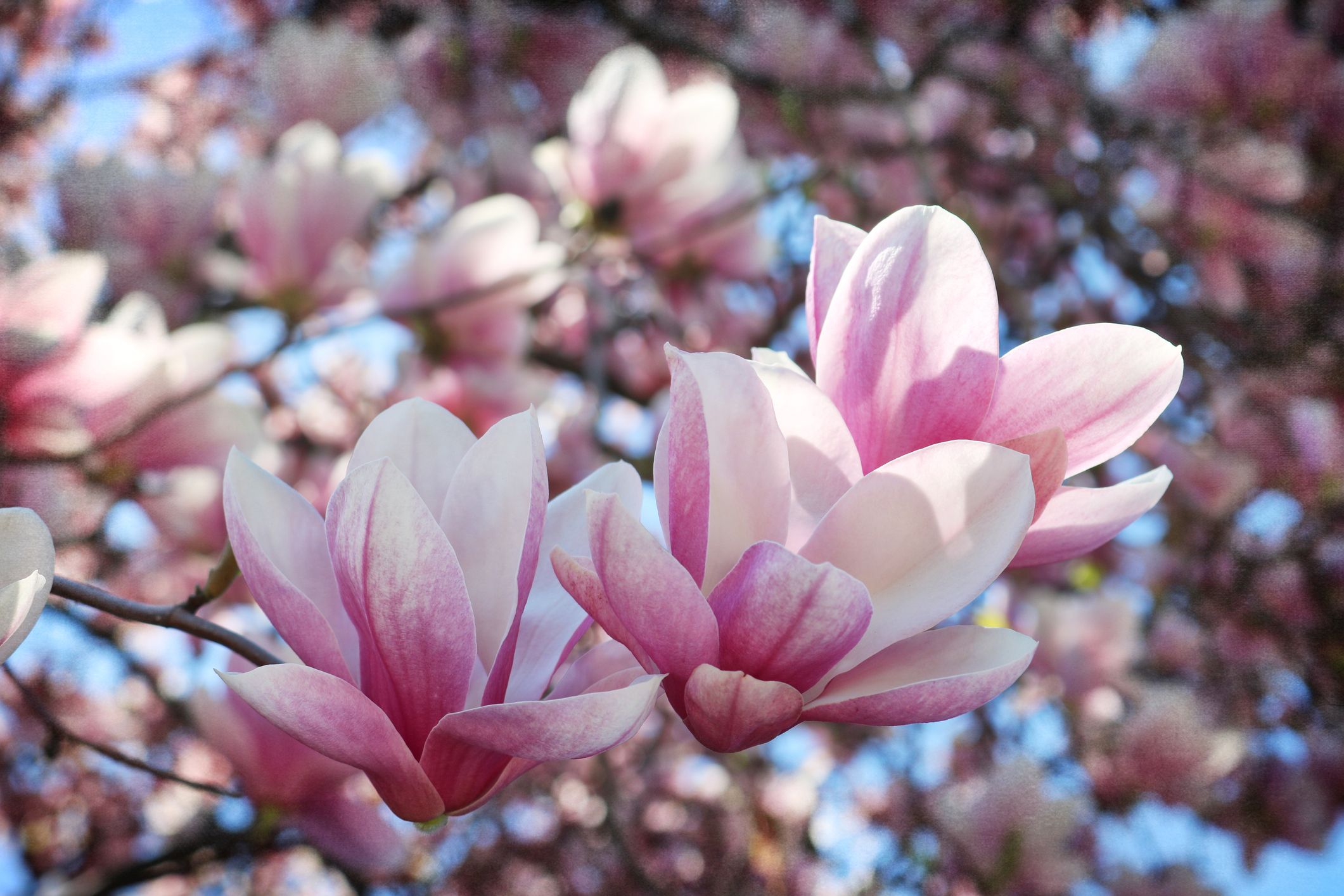 Beautiful Magnolia Flowers | Country Living
