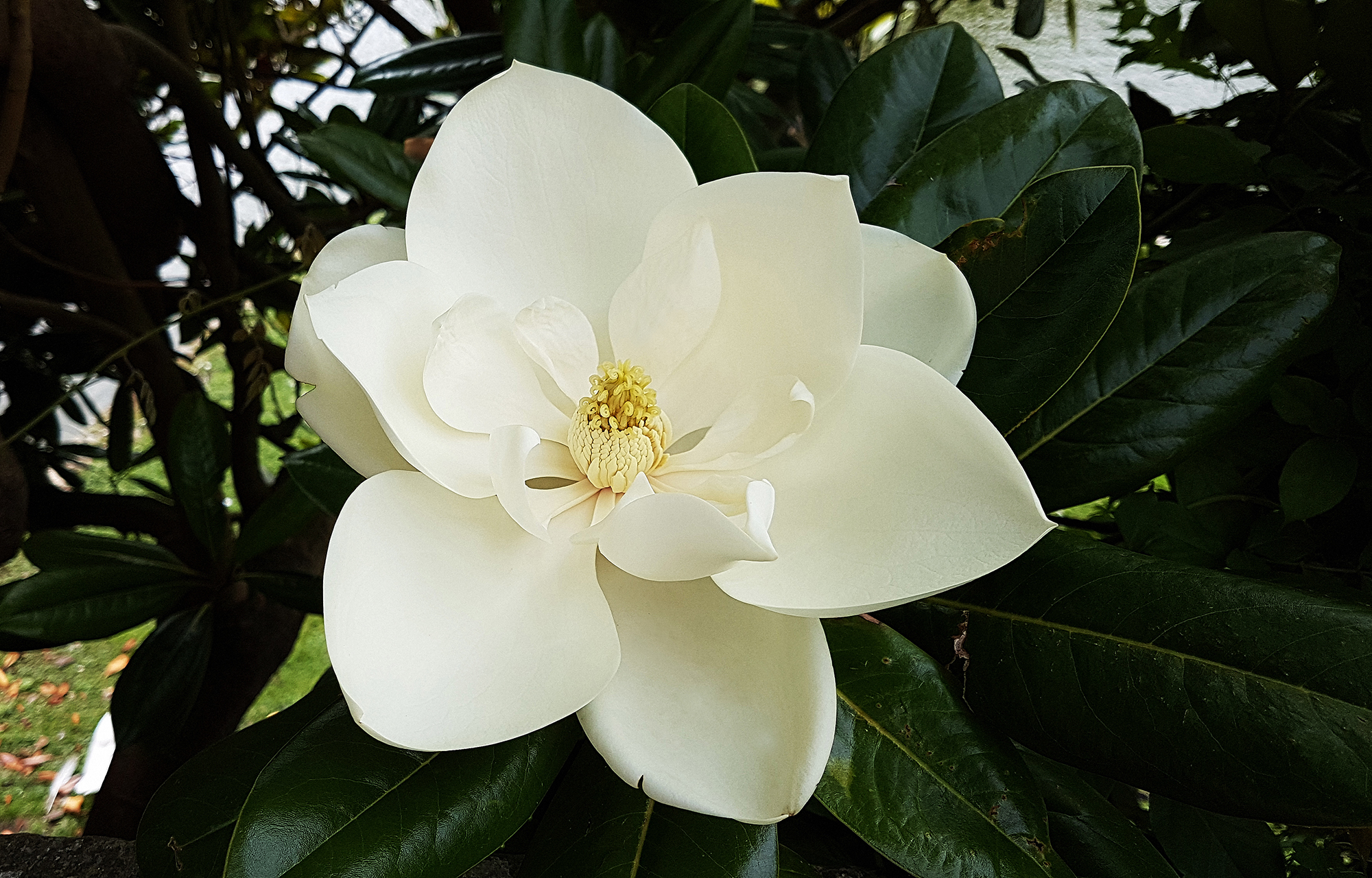 Magnolia powar Pictures