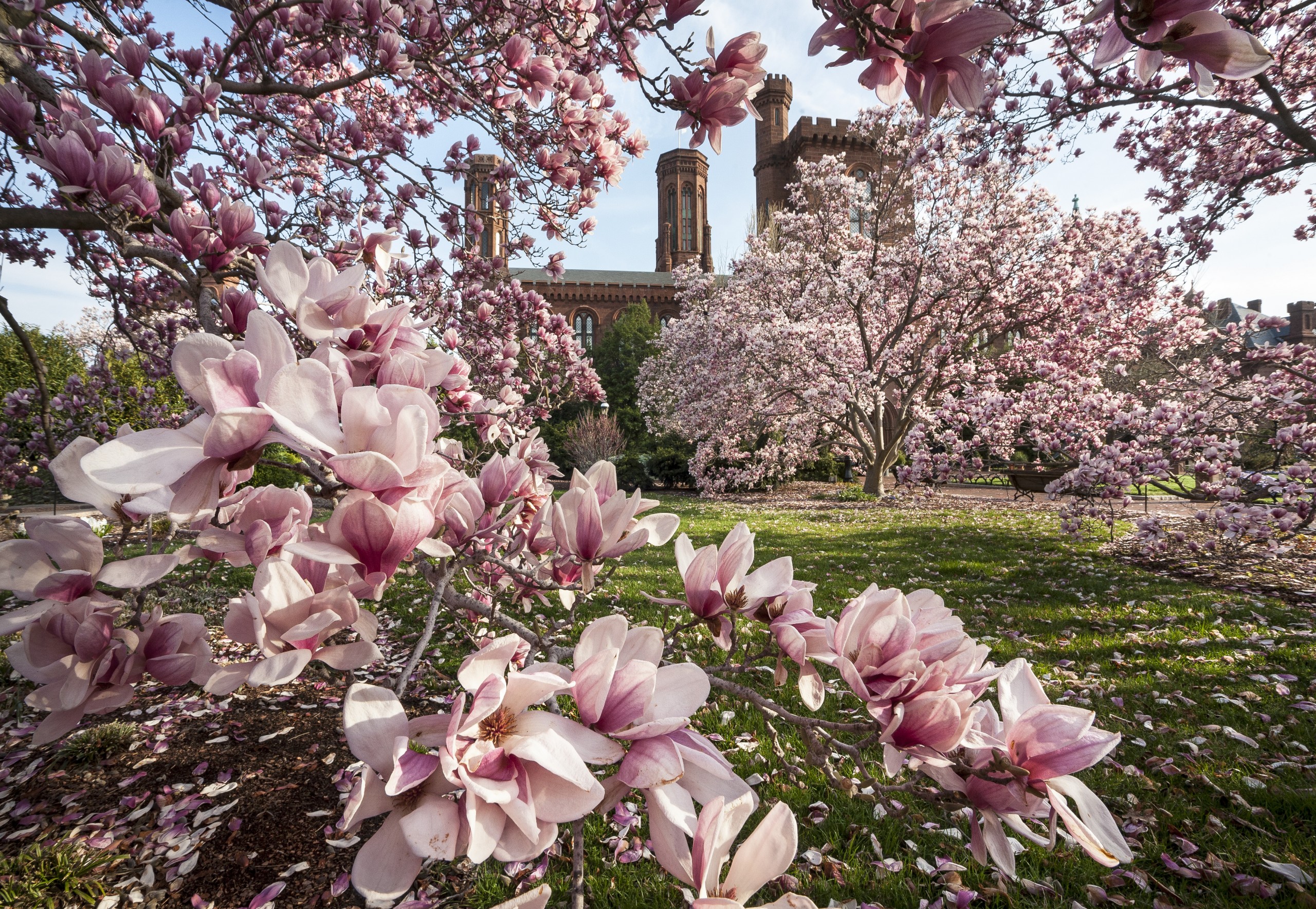 The Botany of Magnolias - Smithsonian Gardens
