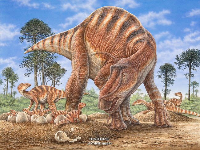 maiasaura pictures