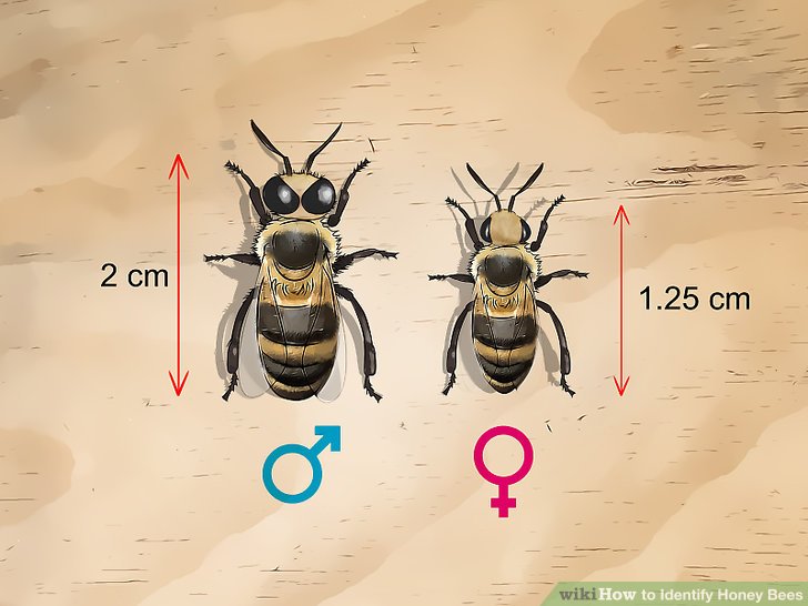 What is the difference between male and female bees? | Beeble ...