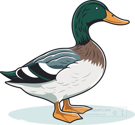 mallard cliparts 2024