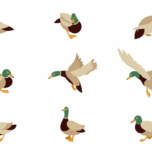 mallard cliparts 2024
