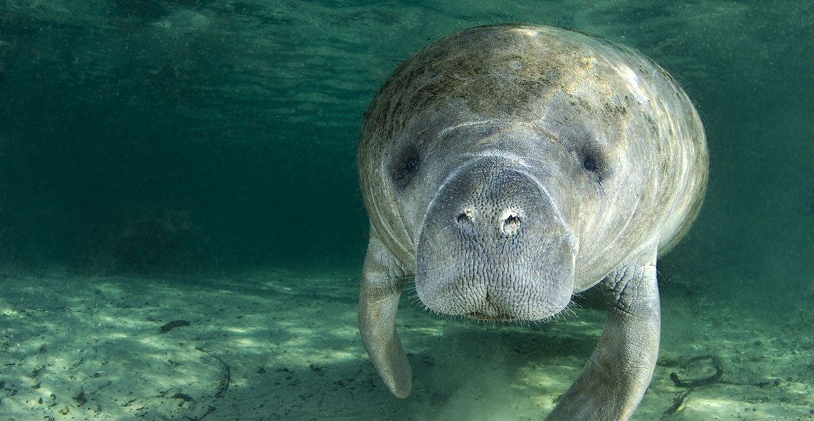 manatee