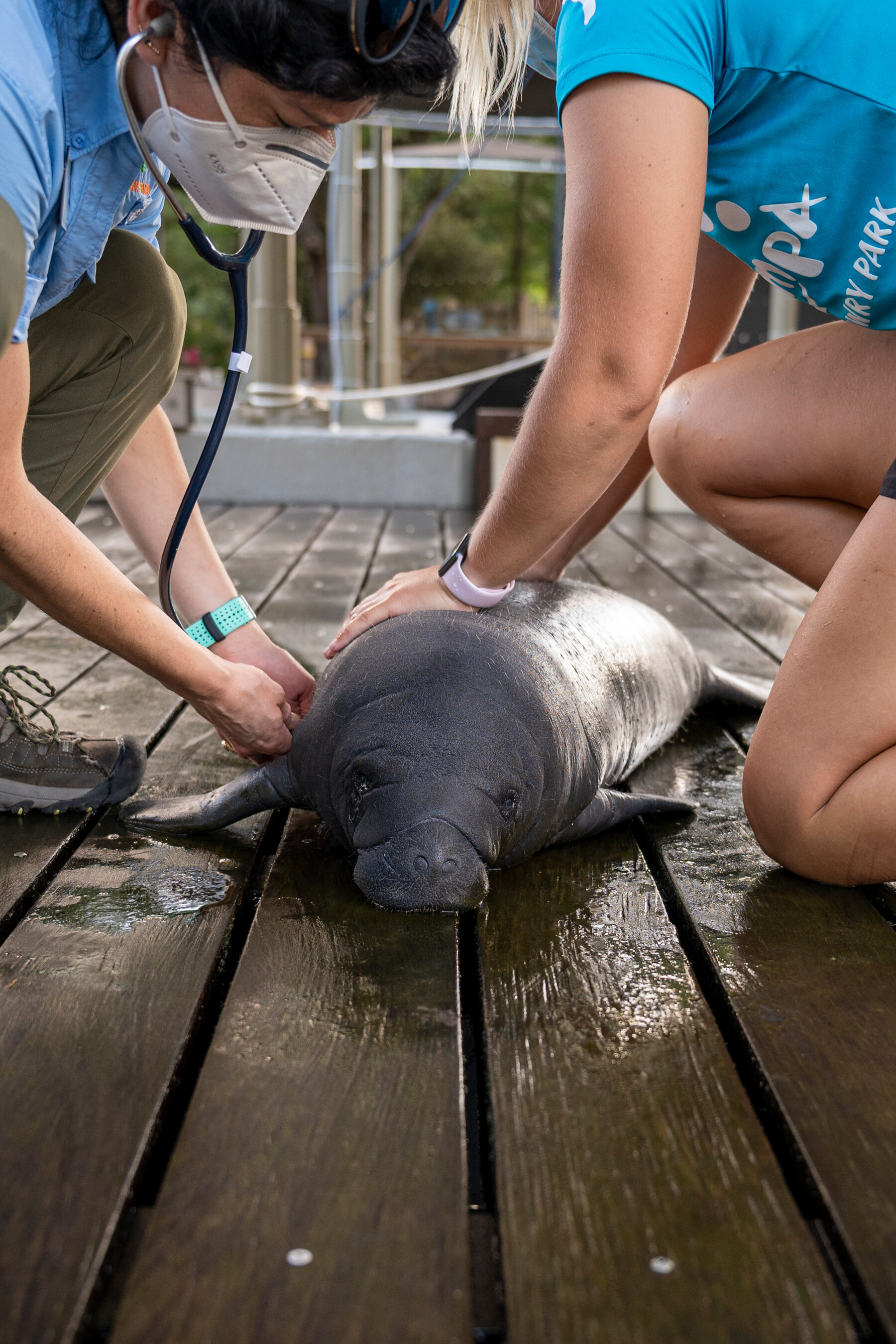Orphaned Manatees Return to the Wild After 3 Years of Rehab - The ...