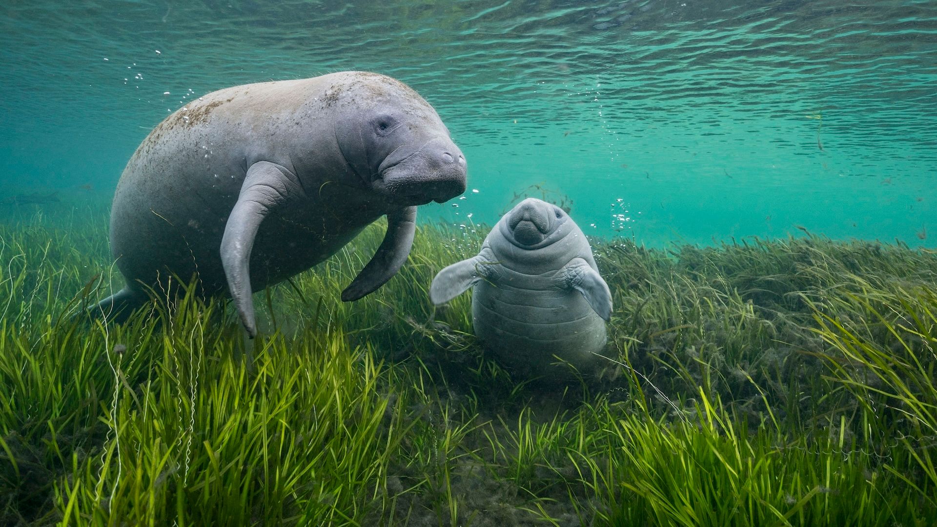 manatee