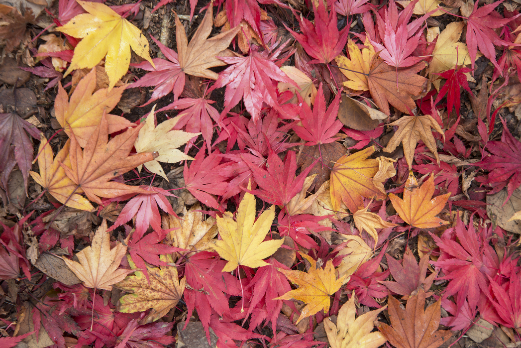 Fallen Maple Leaves
