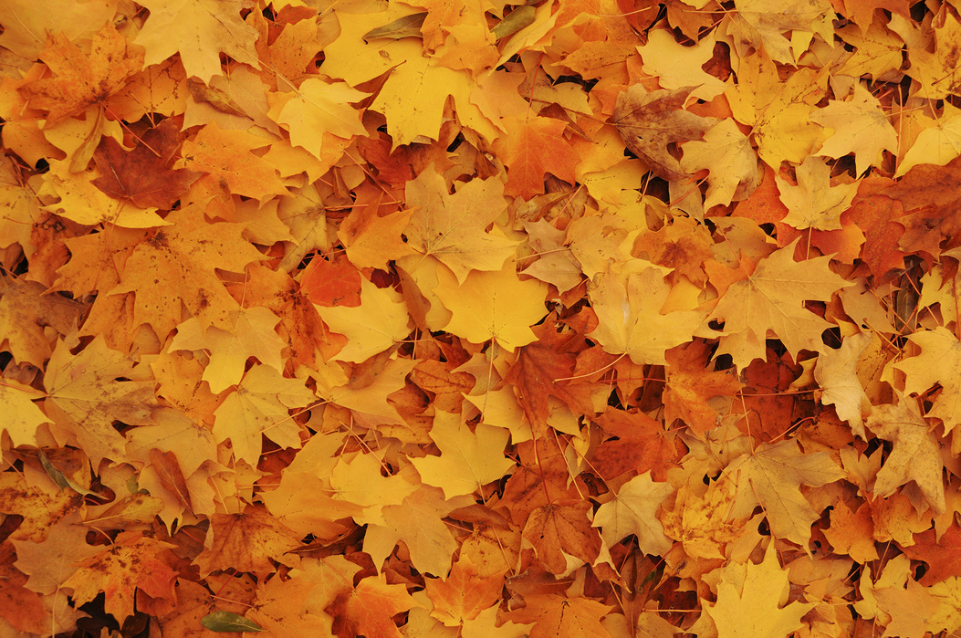 Bed of Autumn Maple Leaves
