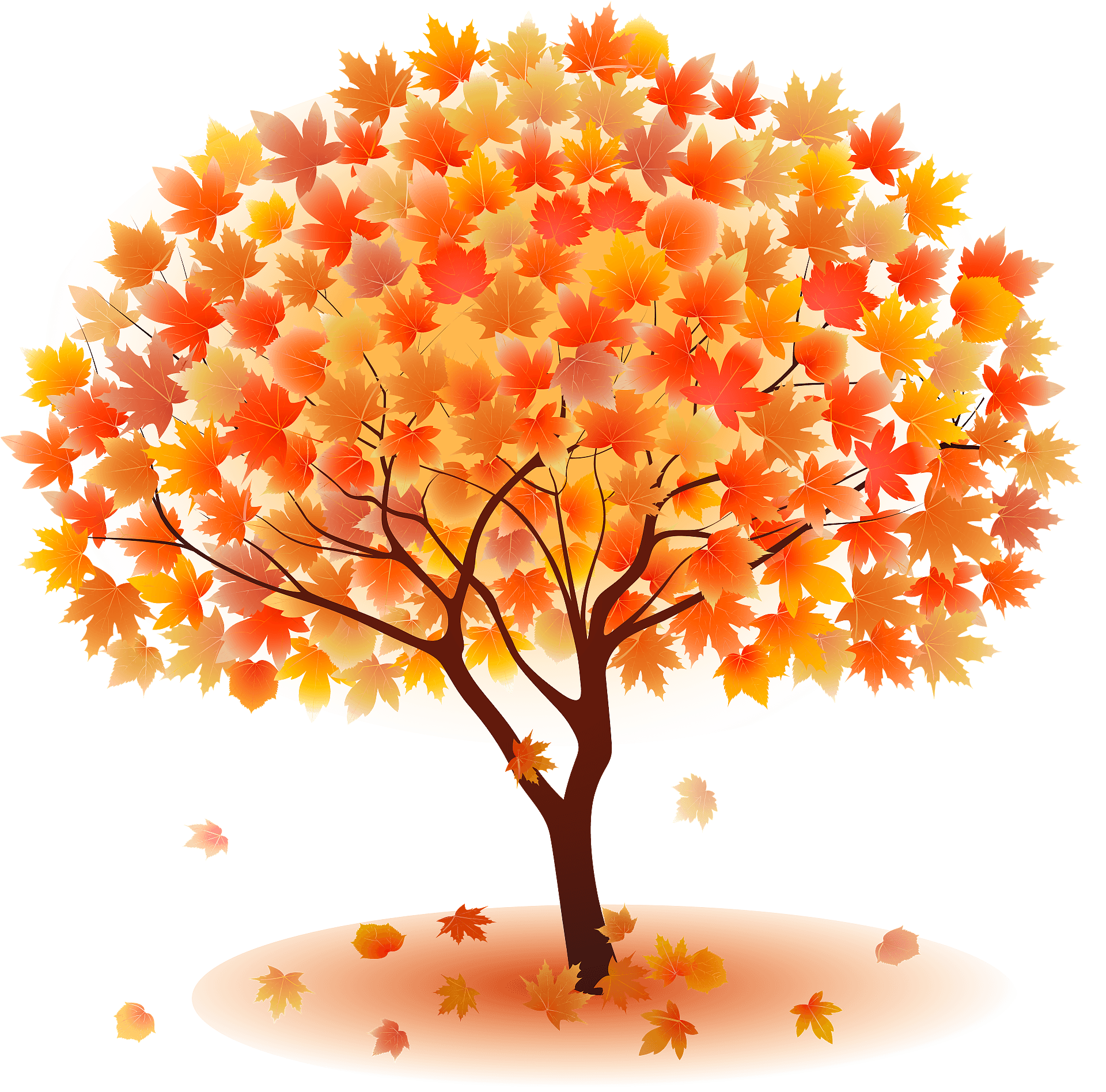 maples cliparts