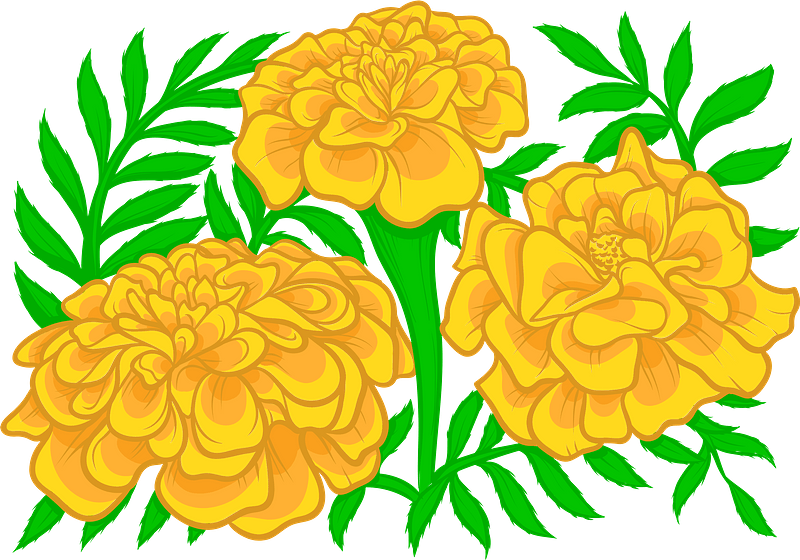 Marigold - Free vector clipart images on clipart library.com