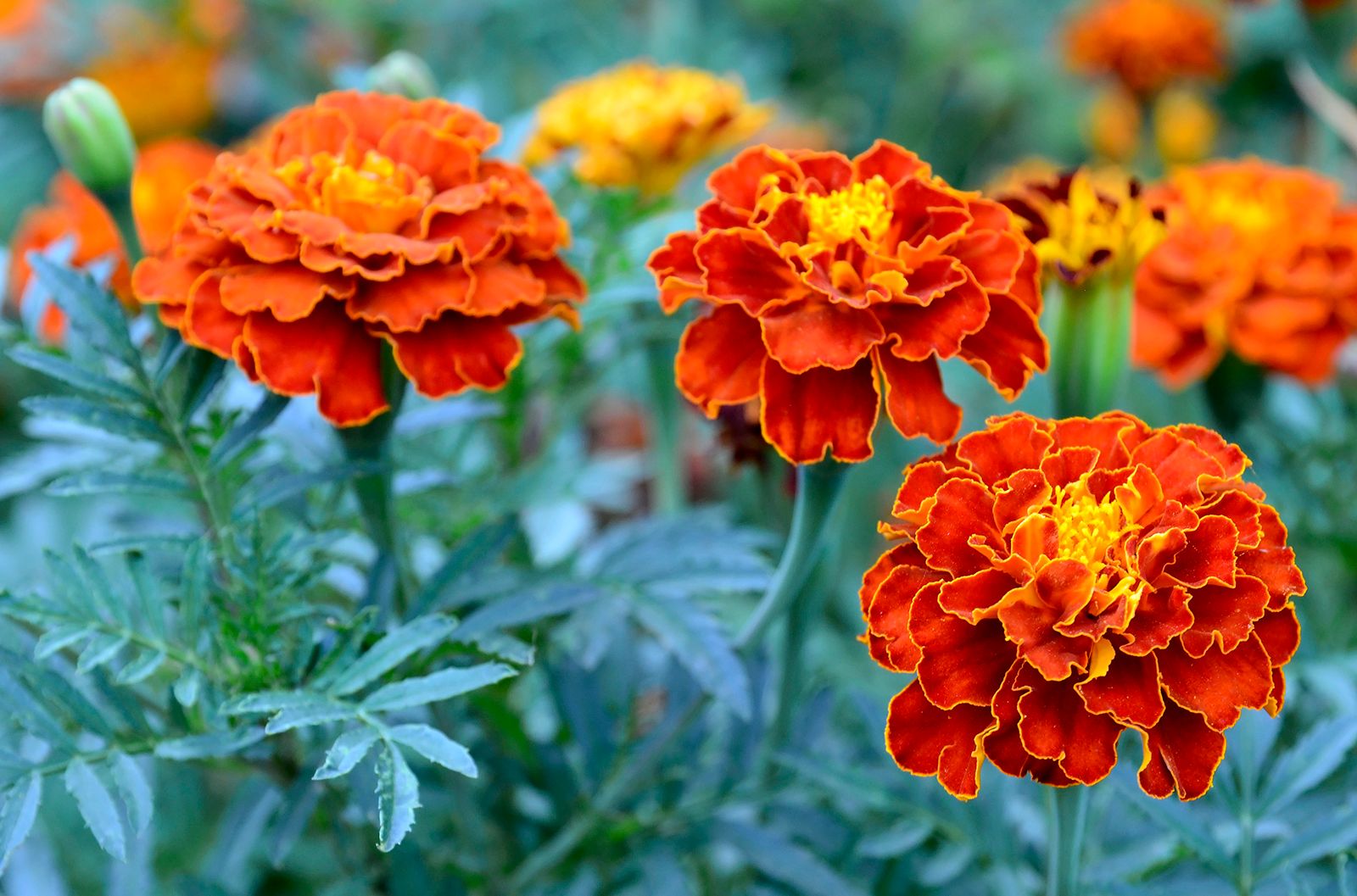 Marigold | Description, Species, Uses, &amp; Facts | Britannica