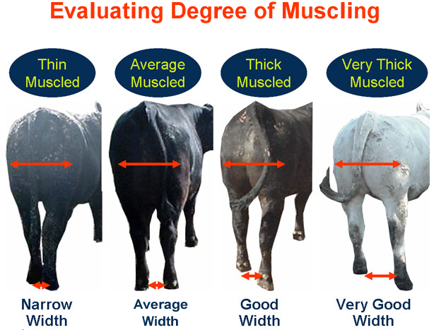 Beef Cattle Discovery - Judging - Market Steers | Animal &amp; Food ...