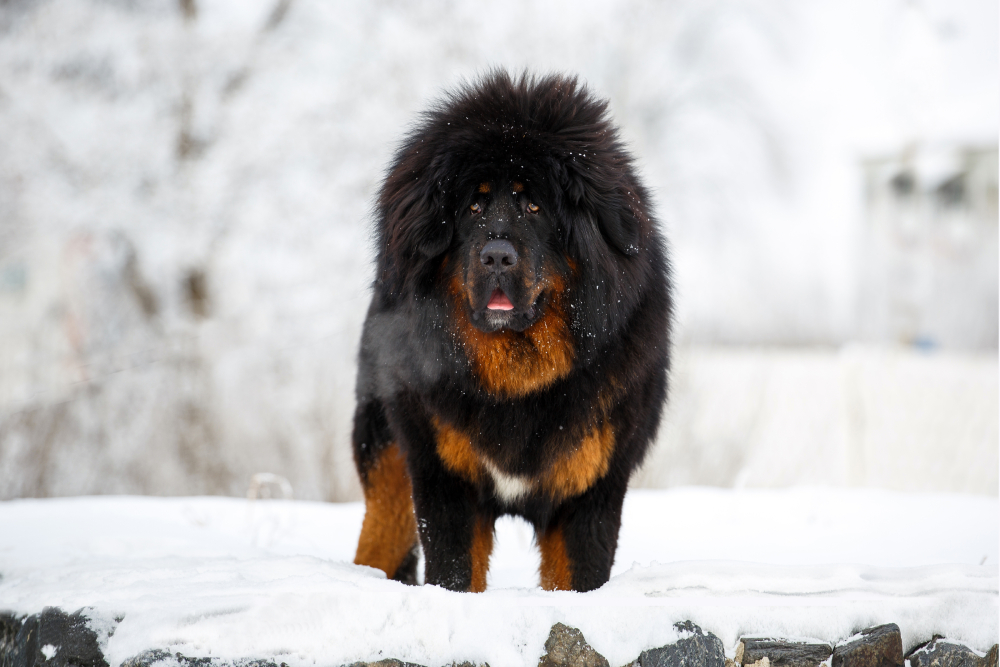 mastiff dog cliparts 2024