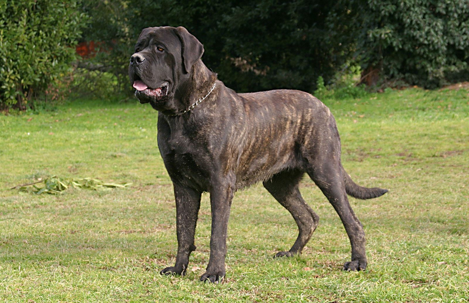 Mastiff | Description, Size, &amp; Facts | Britannica