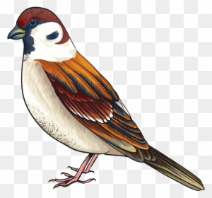 Goldfinch Clipart Maya Bird 622608 5587489 Clipart - Bird Clipart ...