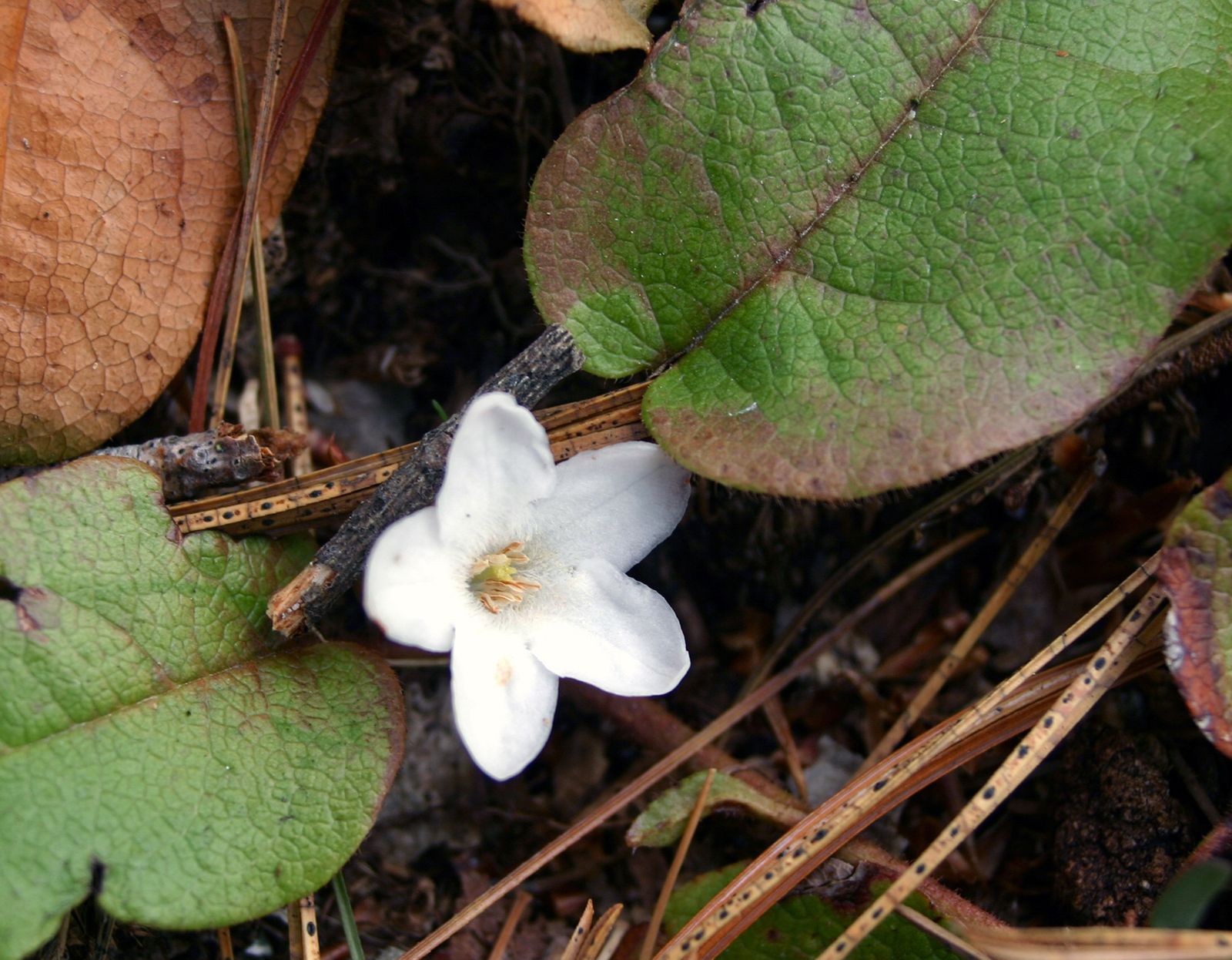 mayflowers