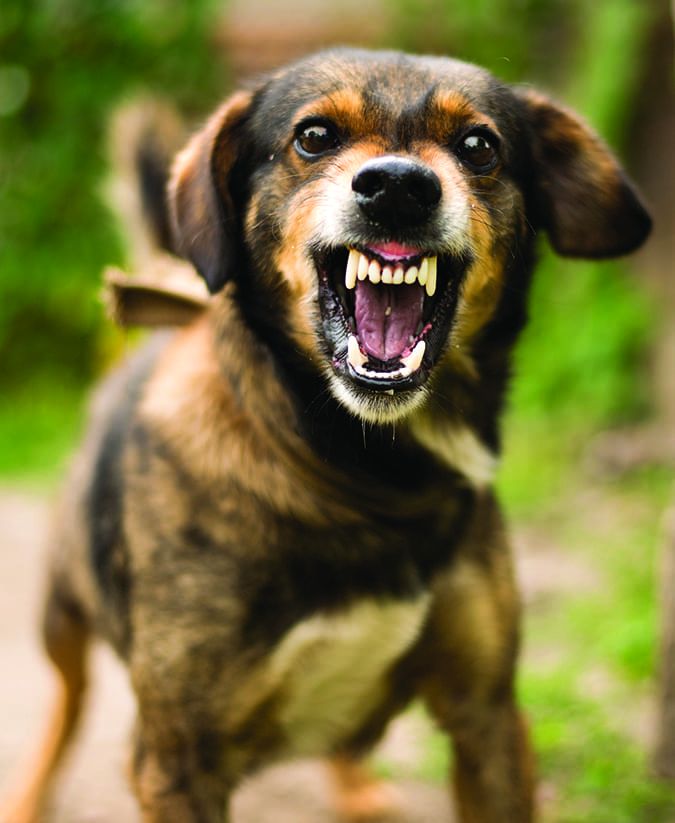 What Causes Aggressive Dog Behavior? - Whole Dog Journal