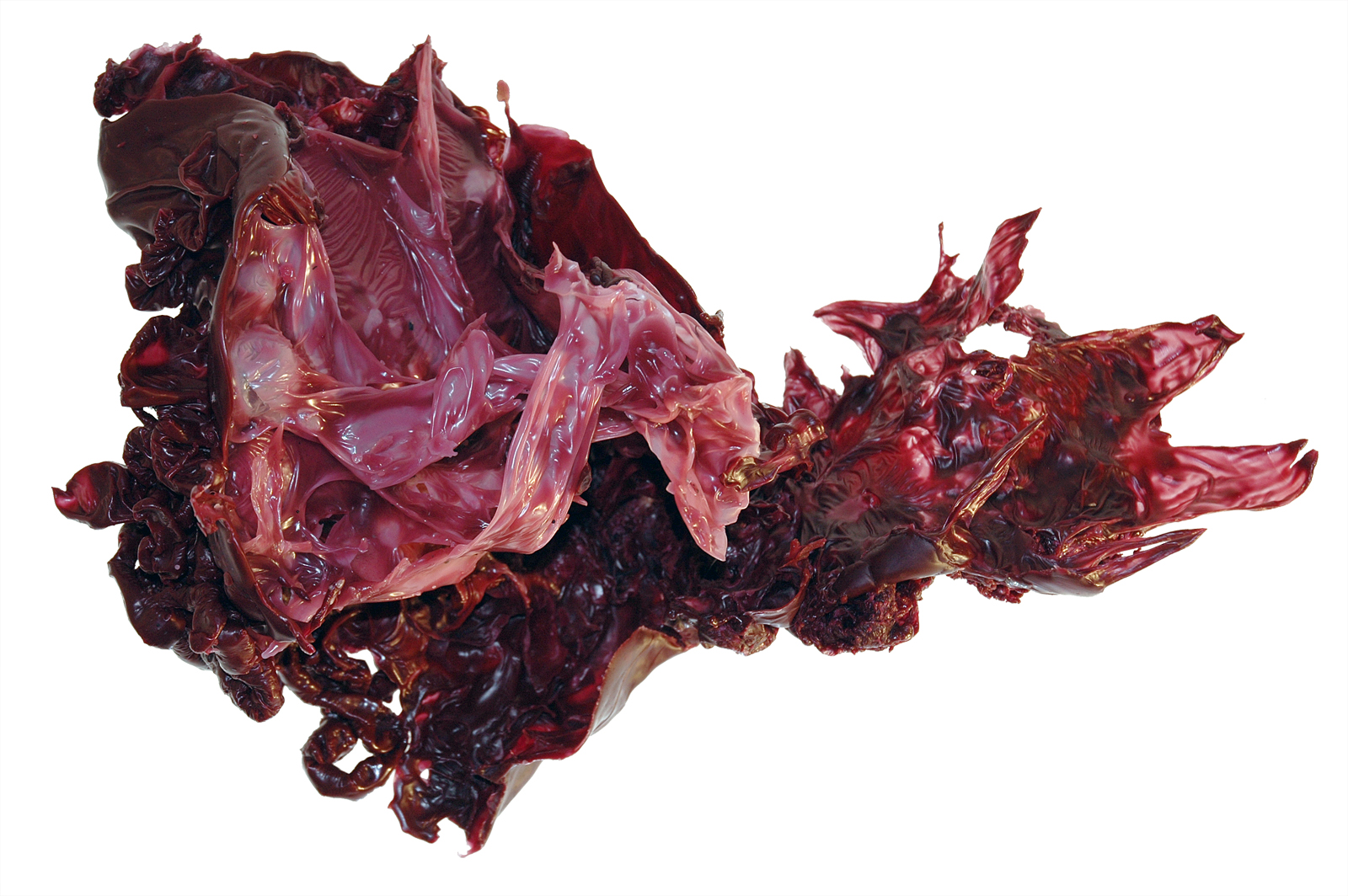 fluids. morphings. meltings II - HELGA FRANZ