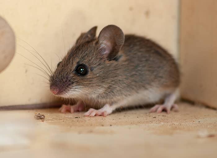 A Complete Guide To Identifying &amp; Controlling Mice In Maine