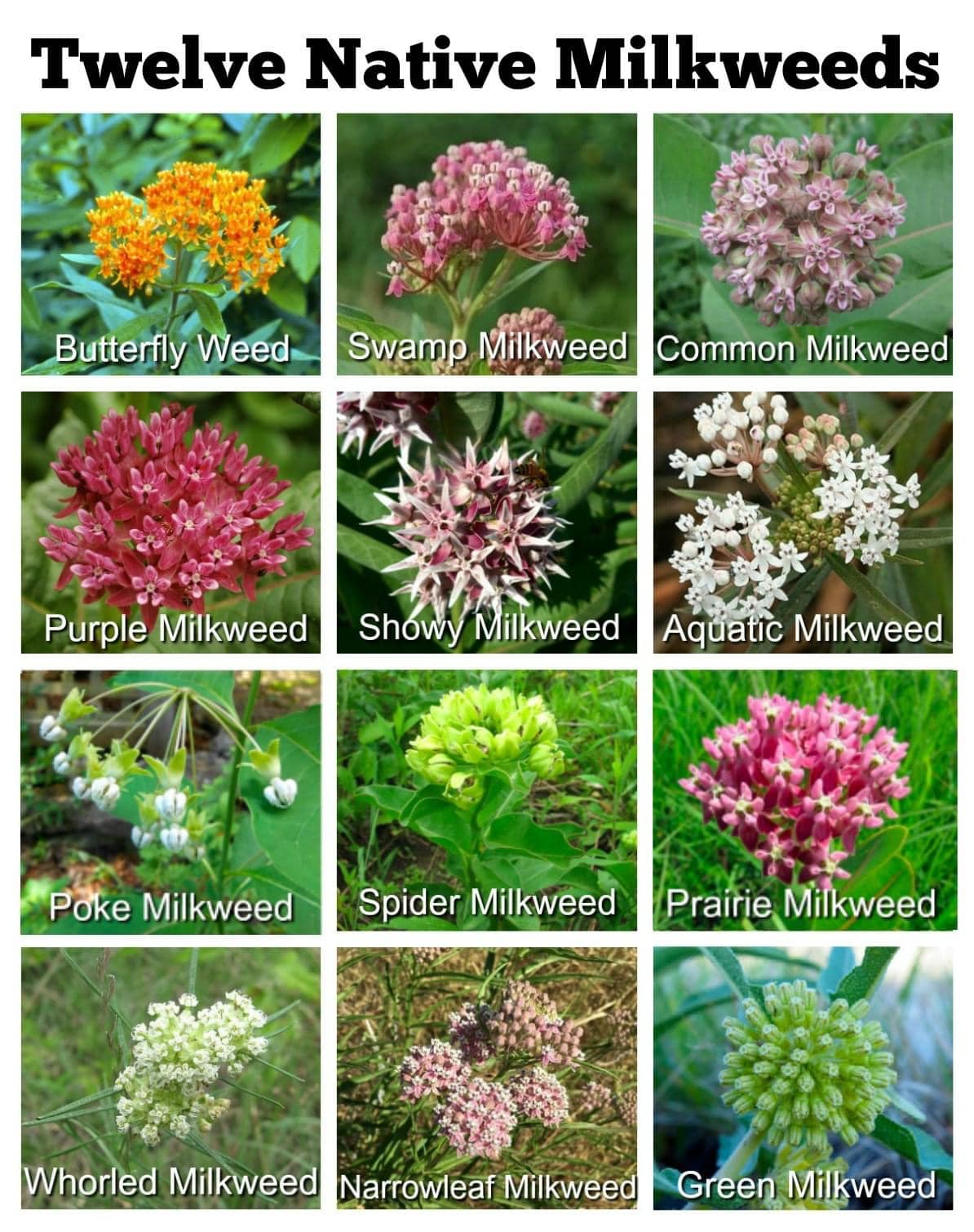 TWELVE NATIVE MILKWEEDS | Beauty on the Wing